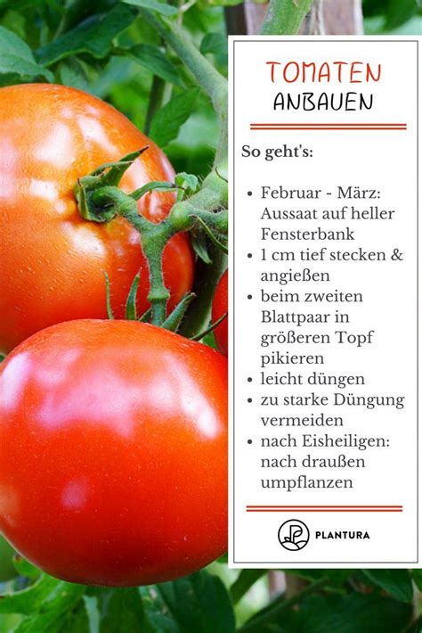 Wie Man Heirloom-Tomaten Anbaut